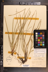 Carex biltmoreana image