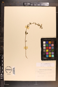 Salvia azurea var. azurea image
