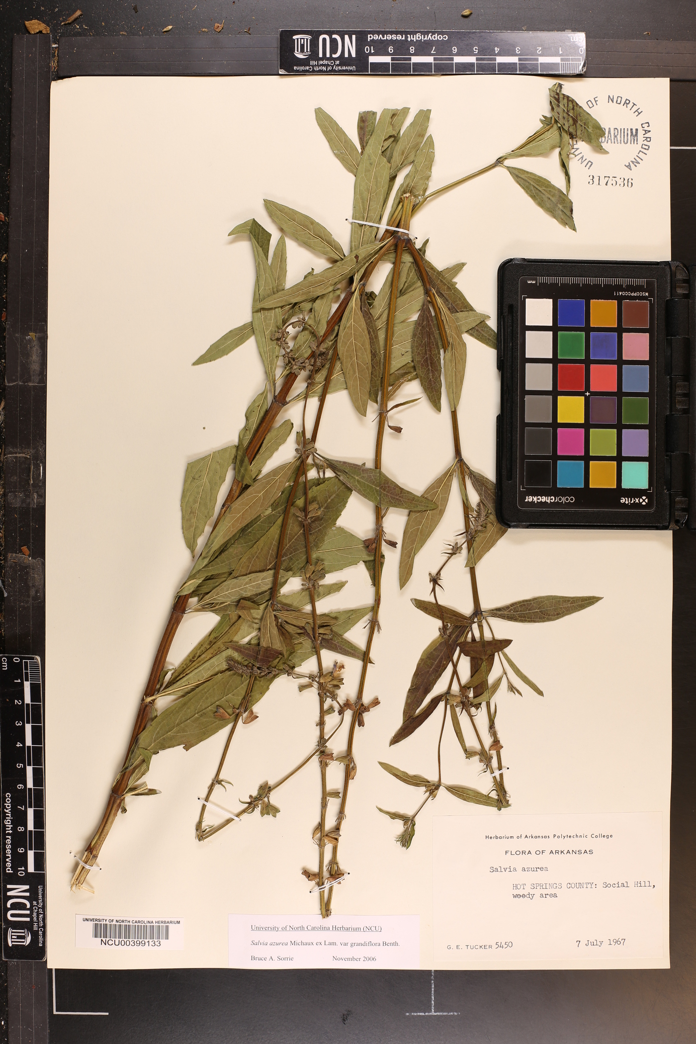 Salvia azurea var. grandiflora image