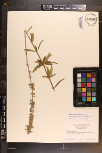 Salvia azurea var. grandiflora image