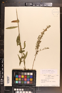 Salvia azurea var. grandiflora image