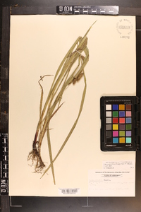 Carex aureolensis image