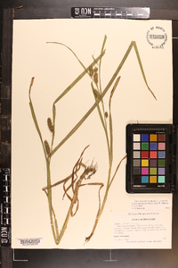 Carex aureolensis image