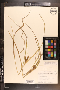 Carex aureolensis image