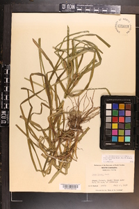 Carex aureolensis image