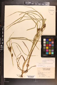 Carex aureolensis image