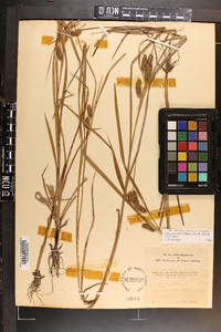 Carex aureolensis image