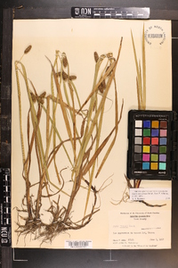 Carex aureolensis image