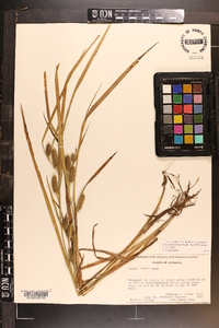 Carex aureolensis image