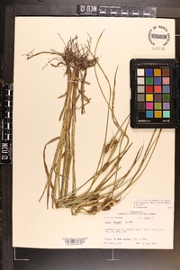 Carex aureolensis image