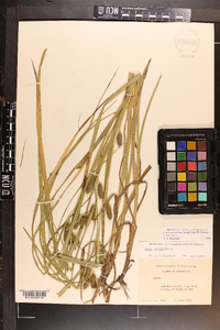 Carex aureolensis image