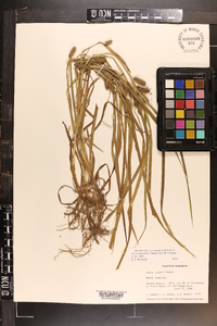 Carex aureolensis image