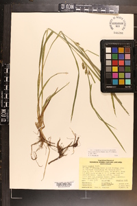 Carex aureolensis image