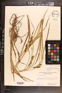 Carex aureolensis image