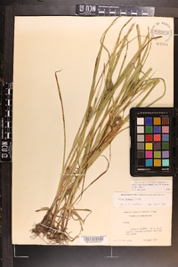 Carex aureolensis image