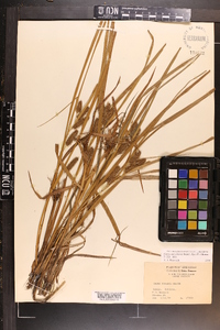 Carex aureolensis image
