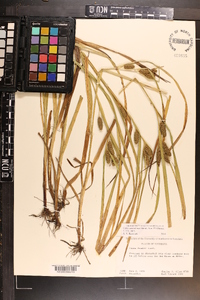 Carex aureolensis image