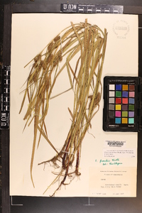 Carex aureolensis image