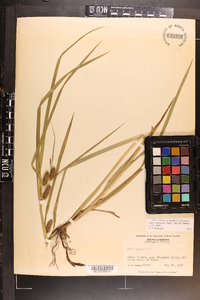 Carex aureolensis image