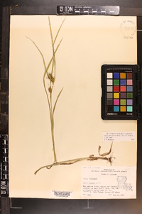 Carex aureolensis image