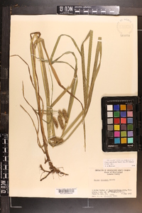 Carex aureolensis image