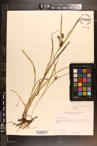 Carex aureolensis image