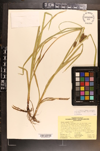 Carex aureolensis image