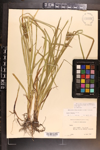 Carex aureolensis image