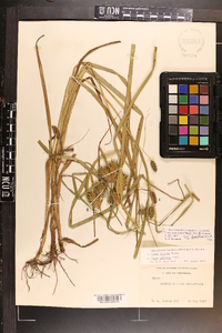 Carex aureolensis image