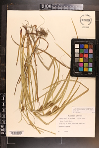 Carex aureolensis image