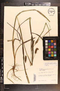 Carex aureolensis image