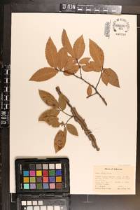 Ulmus alata image