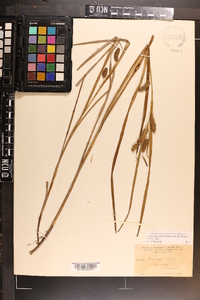 Carex aureolensis image