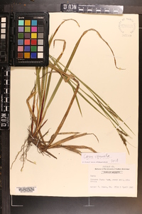 Carex venusta image