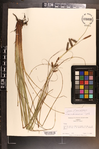 Carex glaucescens image