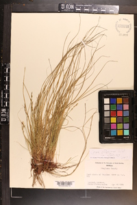 Carex albicans var. albicans image