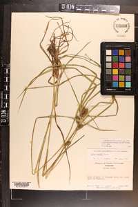 Carex aureolensis image