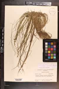 Carex atlantica subsp. capillacea image