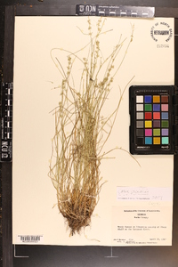 Carex socialis image