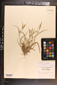 Carex glaucodea image