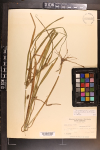 Carex aureolensis image