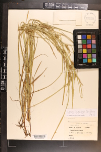 Carex baileyi image