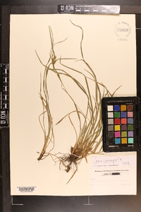 Carex corrugata image