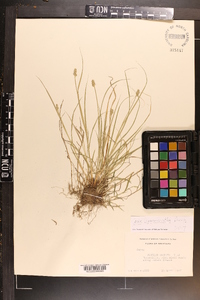 Carex leavenworthii image