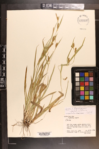 Carex flaccosperma image