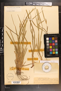 Carex typhina image