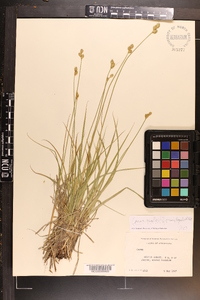 Carex molestiformis image