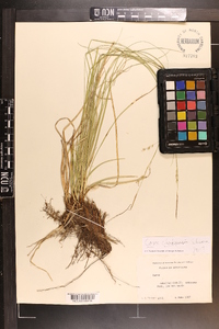 Carex cherokeensis image