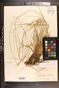 Carex cherokeensis image