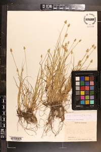 Carex leavenworthii image